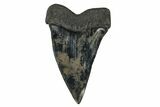 Fossil Broad-Toothed Mako Tooth - South Carolina #170444-1